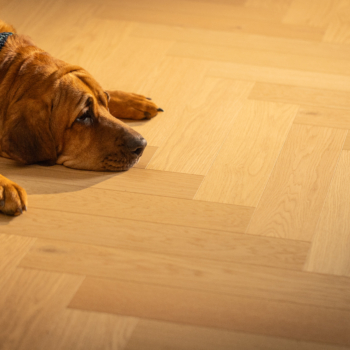 Fiskeben Eik Brisbane