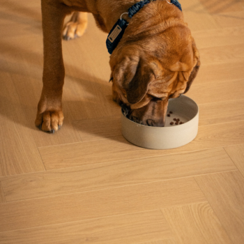 Fiskeben Eik Brisbane